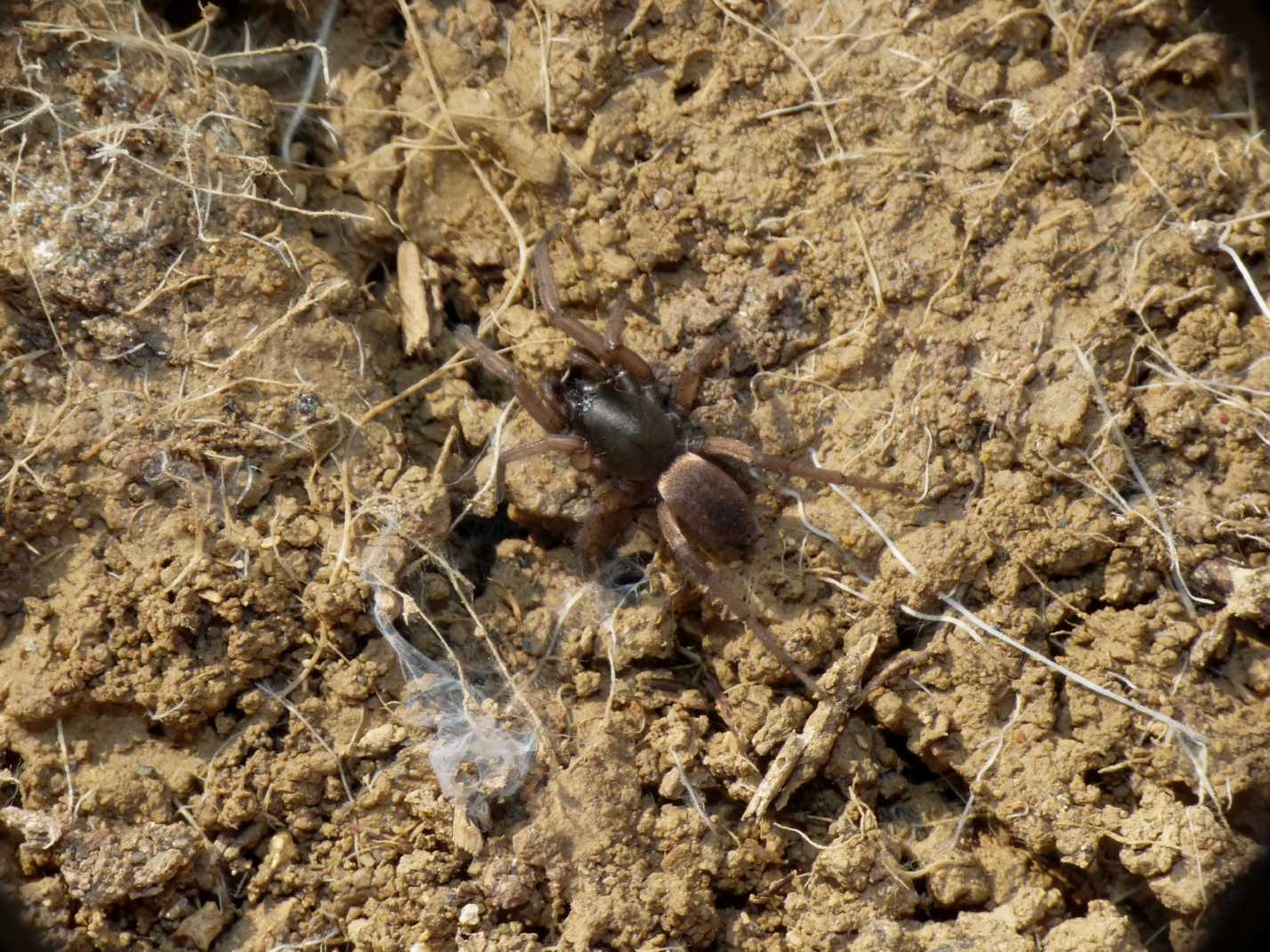 Haplodrassus sp.